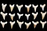 Lot - to Fossil Shark Teeth (Restored Roots) - Pieces #140818-1